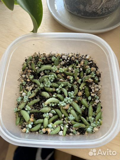 Гастерия очиток