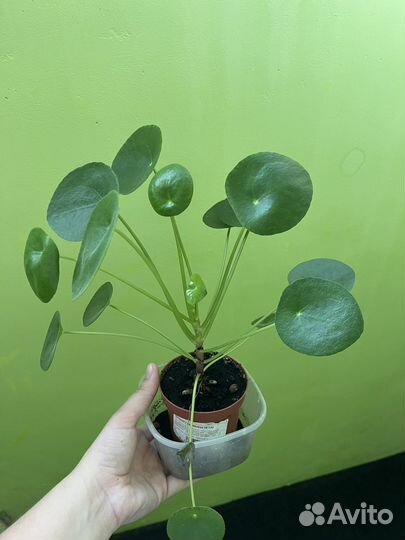 Пилея пеперомиевидная