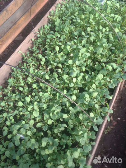 Рассада капусты