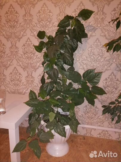 Фикус бенджамина