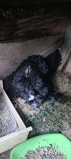 Семья Ухейилюй