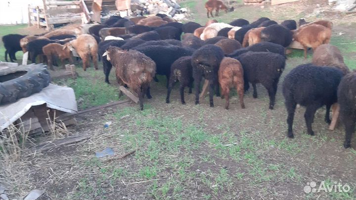 Овцы бараны