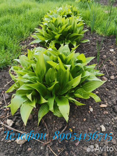 Хоста - большой куст