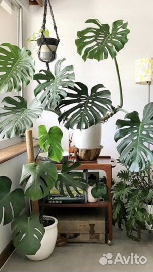 Цветок комнатный Филодендрон
