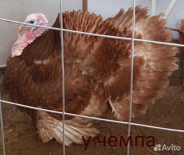 Арденская красная индейка инкубационное яйцо