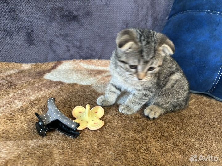 Британские котята