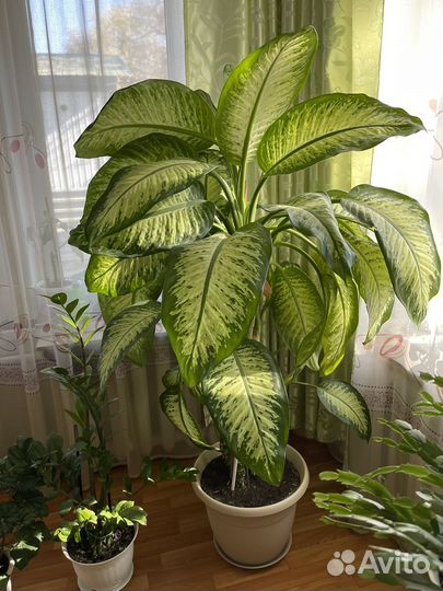 Диффенбахия большая