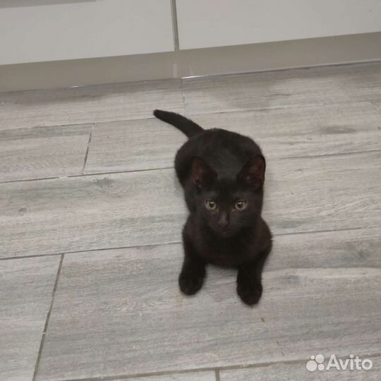 Котенок девочка 3 месяца