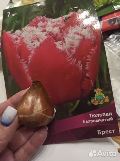 Луковичные цветы тюльпаны нарциссы