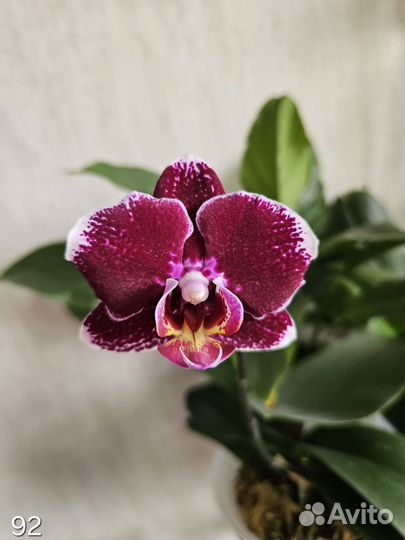 Орхидея фаленопсис