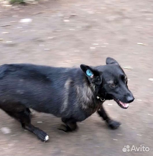 Собака, которая не лает