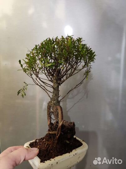 Кармона бонсай