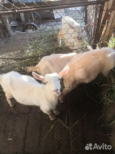 Продаются козлята