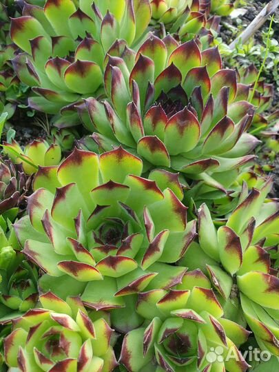 Молодило каменная роза