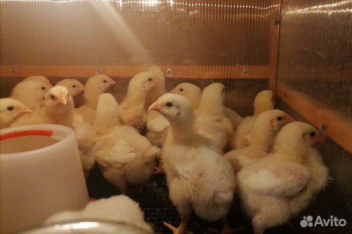 Цыплята бройлеры