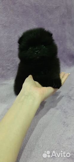 Померанский шпиц мини