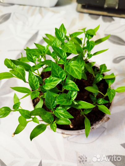 Рассада перца сладкого и острого