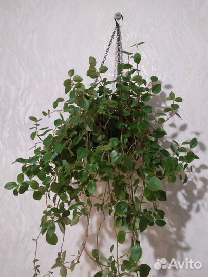 Пеперомия ампельная