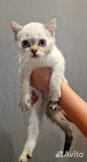 Британские котята серебристая шиншилла