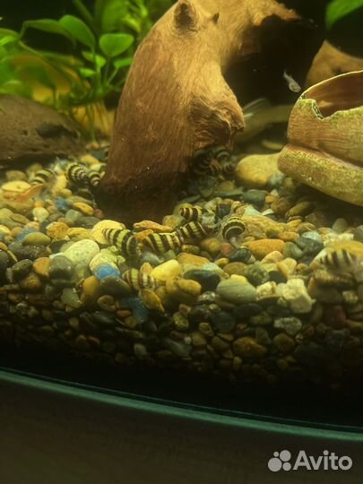 Улитки Хелена