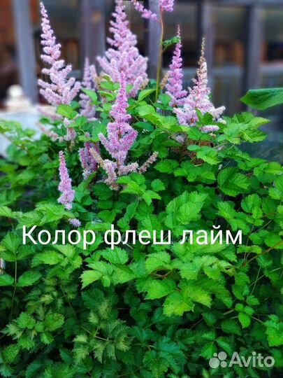 Астильбы сортовые, Многолетники, садовые цветы