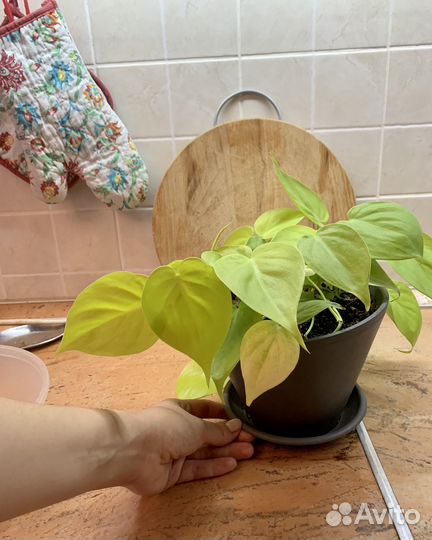 Филодендрон Лемон Лайм черенки