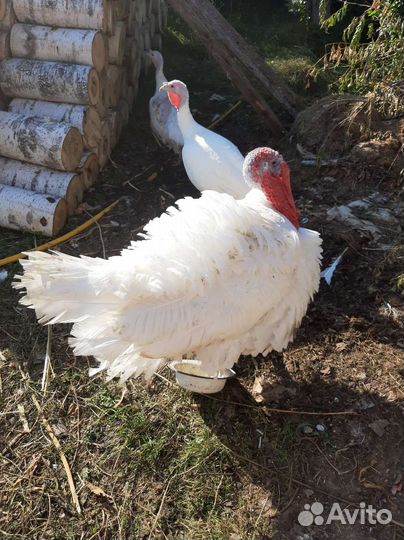 Индюшата, петух