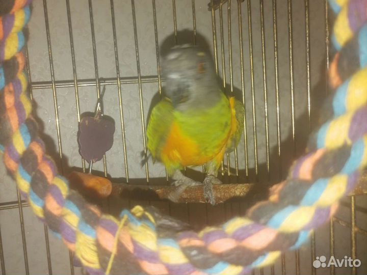 Сенегальский попугай с клеткой