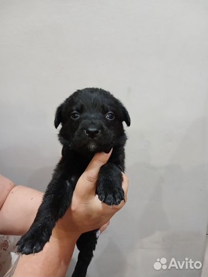 Щенки лабрадора бесплатно