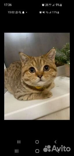 Кошки