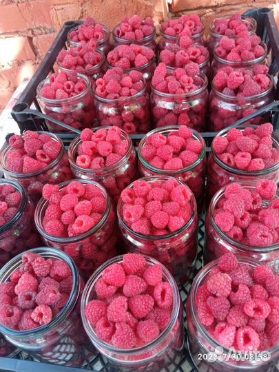 Ремонтантная малина