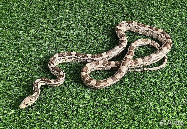 Аренда змей и ящериц для фотосессий