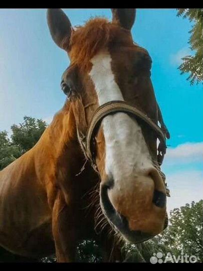 Конные прогулки