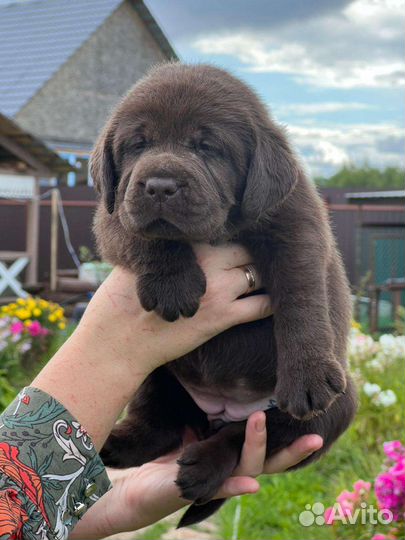 Щенки лабрадора из питомника