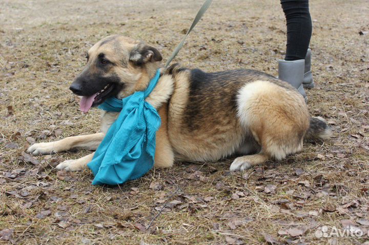 Собаки бесплатно