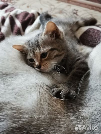 Котенок мальчик