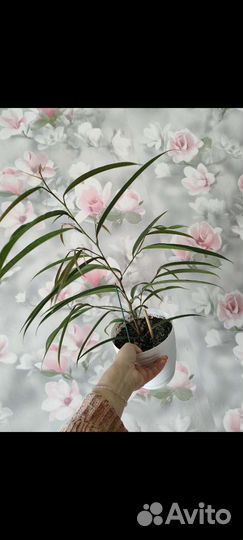 Фикус Али Амстел Грин Голд и фикус Али Биннендийка