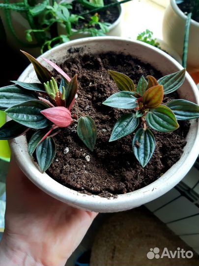 Пеперомия россо