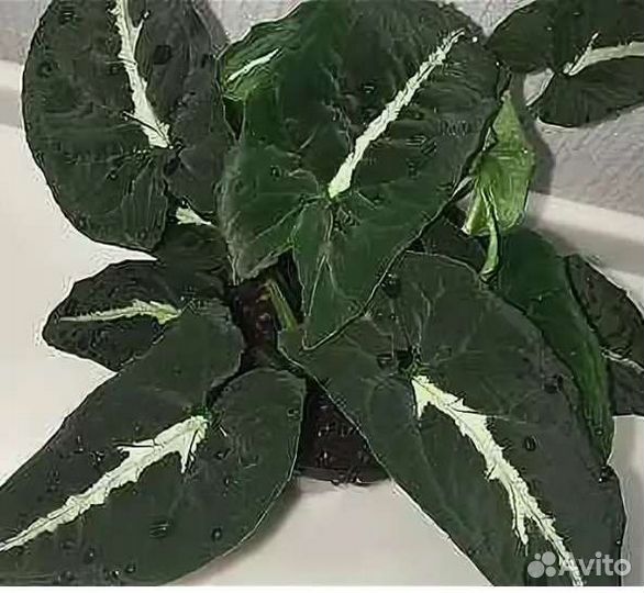 Сингониум вендланда