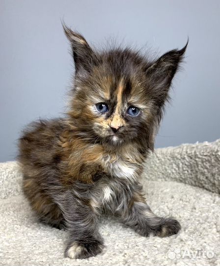 Девочка Мейн Кун