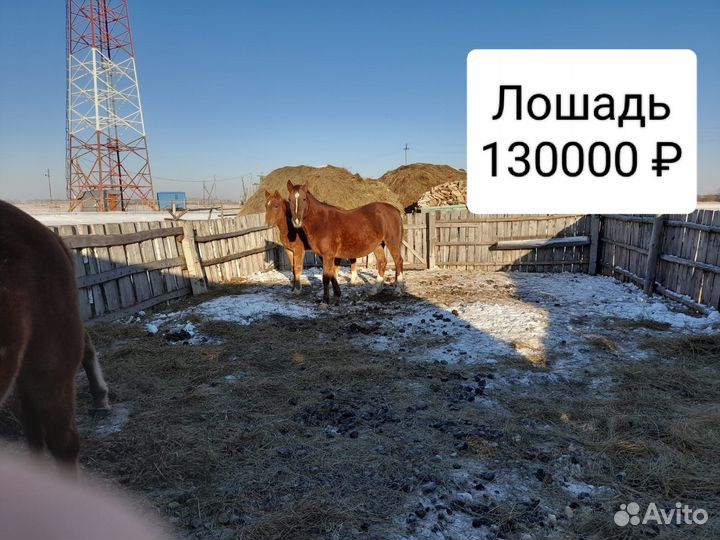 Продаётся лошадь и стригаль