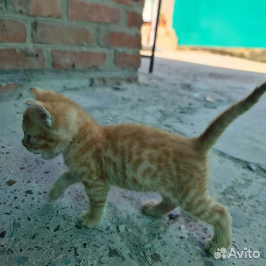 Кошки в добрые руки бесплатно