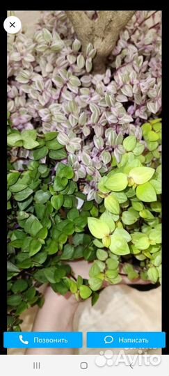 Каллизия трех сортов