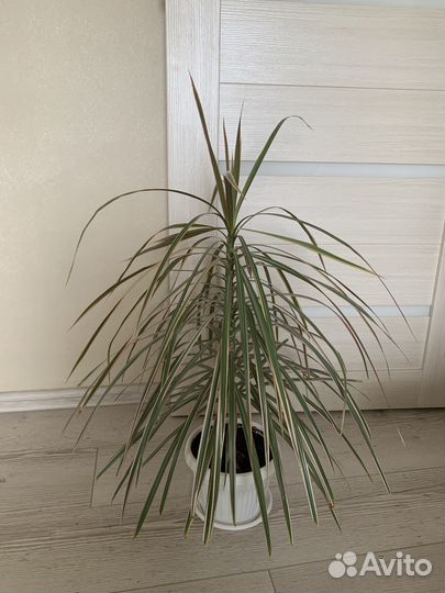 Продам драцену