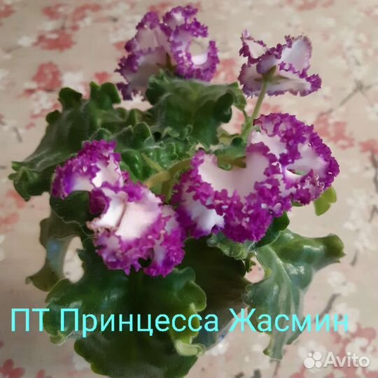 Сортовые фиалки