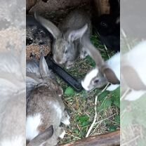 Крольчихи бабочки. Крольчихи с крольчатами, Советск