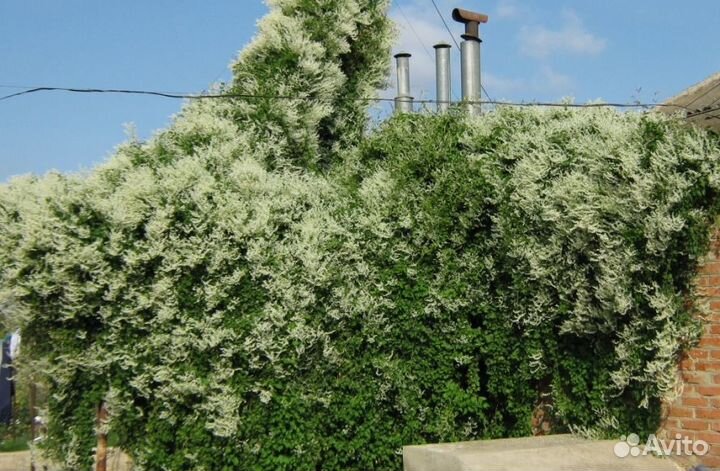 Декоративная лиана горец бальджуанский