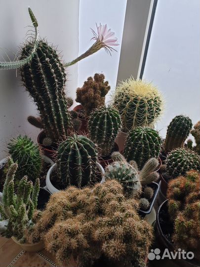 Кактусы