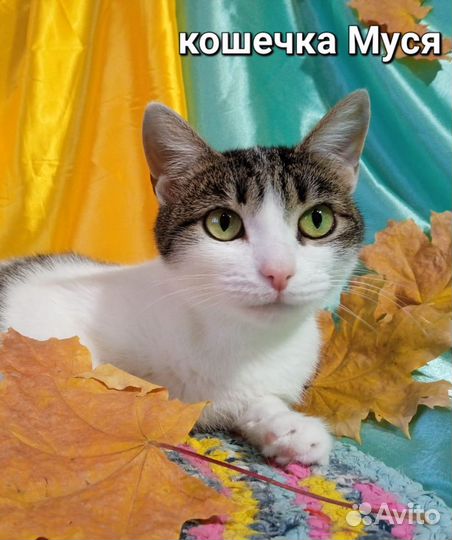 Осенние котейки