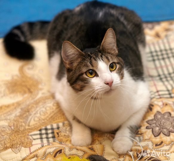 Кот Антон ищет дом